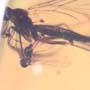Rare Fungus Gnat With Gall Midge Riding On Its Wing In Dominican Amber