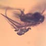 Rare Fungus Gnat With Gall Midge Riding On Its Wing In Dominican Amber