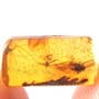 Rare Fungus Gnat With Threee Eggs In Dominican Amber