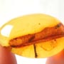 Rare Fungus Gnat With Four In Dominican Amber