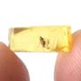 Rare Gall Gnat With Two Eggs, Worker Ant, Gall Midge, Spider, Two Humpbacked Flies, Thrip, Ghost Of Long Legged Fly And Leaf In Dominican Amber
