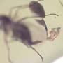 Rare Fungus Gnat With Twelve Eggs In Dominican Amber