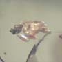 Rare Fungus Gnat With Twelve Eggs In Dominican Amber