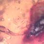 Rare Fungus Gnat With Twenty Eggs, Spider And Four Elongate Springtail In Dominican Amber