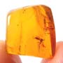 Rare Fungus Gnat With Eggs And Fairy Fly In Dominican Amber