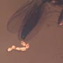 Rare Fungus Gnat With Eggs And Fairy Fly In Dominican Amber