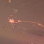 Rare Fungus Gnat With Eggs And Fairy Fly In Dominican Amber