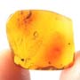 Rare Fungus Gnat With Eggs In Dominican Amber