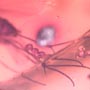 Rare Fungus Gnat With Eggs In Dominican Amber