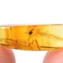 Rare Swarm Of Gall Midges And Fungus Gnat In Dominican Amber