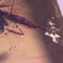 Rare Fungus Gnat With Eggs In Dominican Amber