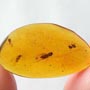 Rare Fungus Gnat With Eight Eggs In Dominican Amber