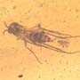 Rare Fungus Gnat With Eight Eggs In Dominican Amber
