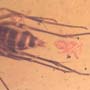 Rare Fungus Gnat With Eight Eggs In Dominican Amber