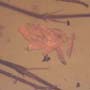 Rare Fungus Gnat With Eight Eggs In Dominican Amber