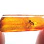Rare Gall Gnat With Eggs In Dominican Amber