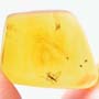 Rare Fungus Gnat With String Of Five Eggs And Sand Fly In Dominican Amber