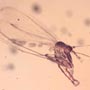 Rare Fungus Gnat With String Of Five Eggs And Sand Fly In Dominican Amber