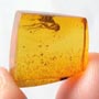 Rare Globular Springtail, Two Fungus Gnats And Larva In Dominican Amber