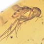 Rare Fungus Gnat With Two Eggs In Dominican Amber