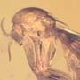 Rare Fungus Gnat With Two Eggs In Dominican Amber