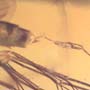 Rare Fungus Gnat With Two Eggs In Dominican Amber