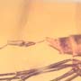 Rare Fungus Gnat With Two Eggs In Dominican Amber