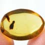 Rare Furry Bud In Dominican Amber