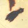 Rare Furry Bud In Dominican Amber