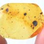 Rare Ghost Of Earwig In Dominican Amber