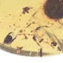 Rare Ghost Of Earwig In Dominican Amber