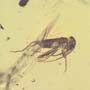 Rare Gnat Bug And Cricket In Dominican Amber