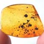 Rare Gnat Bug And Mite In Dominican Amber
