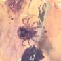 Rare Gnat Bug And Mite In Dominican Amber