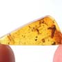 Rare Gnat Bug And Horseshoe Crab Beetle In Dominican Amber