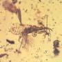 Rare Gnat Bug And Horseshoe Crab Beetle In Dominican Amber