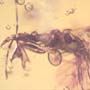 Rare Gnat Bug And Horseshoe Crab Beetle In Dominican Amber