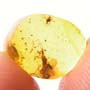 Rare Gnat Bug And Gall Midge In Dominican Amber
