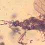 Rare Gnat Bug And Gall Midge In Dominican Amber