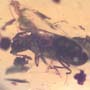 Rare Gnat Bug And Gall Midge In Dominican Amber