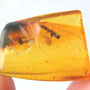 Rare Gnat Bug Fighting Fungus Gnat In Dominican Amber