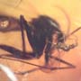 Rare Gnat Bug Fighting Fungus Gnat In Dominican Amber