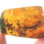 Rare Huge Centipede In Dominican Amber