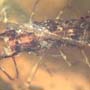 Rare Huge Centipede In Dominican Amber