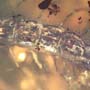 Rare Huge Centipede In Dominican Amber
