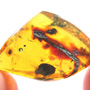 Rare Huge Flower Bud In Dominican Amber