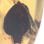 Rare Huge Flower Bud In Dominican Amber