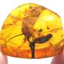 Rare Huge Unusual Flower In Dominican Amber