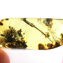 Rare Huge Unusual Flower Bud In Dominican Amber