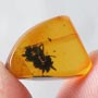 Rare Huge Worker Ant Fighting In Dominican Amber